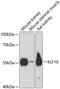 Kruppel Like Factor 10 antibody, GTX66176, GeneTex, Western Blot image 