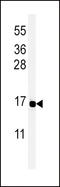 Peptide YY antibody, LS-C162343, Lifespan Biosciences, Western Blot image 