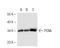 PCNA antibody, sc-56, Santa Cruz Biotechnology, Western Blot image 