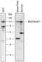 E3 ubiquitin-protein ligase MIB1 antibody, AF7305, R&D Systems, Western Blot image 