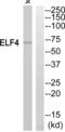 E74 Like ETS Transcription Factor 4 antibody, abx015060, Abbexa, Western Blot image 