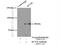 Potassium Voltage-Gated Channel Subfamily J Member 1 antibody, 20953-1-AP, Proteintech Group, Immunoprecipitation image 