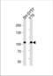 Cadherin 8 antibody, TA302196, Origene, Western Blot image 