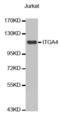 CD49D antibody, abx000546, Abbexa, Western Blot image 