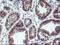PDLI2 antibody, LS-C785885, Lifespan Biosciences, Immunohistochemistry frozen image 