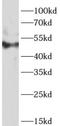 c-Myc antibody, FNab10342, FineTest, Western Blot image 