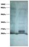 ATP Synthase Membrane Subunit 6.8PL antibody, MBS715091, MyBioSource, Western Blot image 