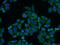 Canopy FGF Signaling Regulator 2 antibody, 14635-1-AP, Proteintech Group, Immunofluorescence image 
