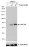 Sequestosome 1 antibody, GTX629889, GeneTex, Western Blot image 