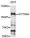 Solute Carrier Family 26 Member 6 antibody, abx126572, Abbexa, Western Blot image 