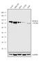 Phosphatidylinositol-4-Phosphate 5-Kinase Type 1 Gamma antibody, 711474, Invitrogen Antibodies, Western Blot image 