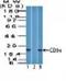 Sialophorin antibody, orb388677, Biorbyt, Western Blot image 