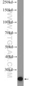 THAP domain-containing protein 1 antibody, 12584-1-AP, Proteintech Group, Western Blot image 