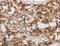 Interleukin 17 Receptor B antibody, LS-B15801, Lifespan Biosciences, Immunohistochemistry frozen image 