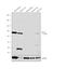 Propionyl-CoA Carboxylase Subunit Alpha antibody, PA5-30117, Invitrogen Antibodies, Western Blot image 
