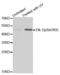 ETS Transcription Factor ELK1 antibody, abx000118, Abbexa, Western Blot image 