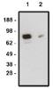 Smoothened, Frizzled Class Receptor antibody, orb109391, Biorbyt, Western Blot image 