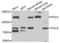 DNA Polymerase Kappa antibody, LS-B13397, Lifespan Biosciences, Western Blot image 