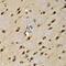 High Mobility Group 20A antibody, 22-836, ProSci, Immunohistochemistry frozen image 