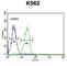 IgSF13 antibody, abx034584, Abbexa, Western Blot image 