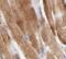 Twinkle protein, mitochondrial antibody, FNab09115, FineTest, Immunohistochemistry frozen image 