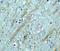 Beta-Secretase 1 antibody, NBP1-77307, Novus Biologicals, Immunohistochemistry frozen image 