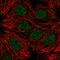 Ribosomal Protein S6 Kinase Like 1 antibody, HPA027451, Atlas Antibodies, Immunofluorescence image 