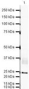 CD82 Molecule antibody, PA5-19807, Invitrogen Antibodies, Western Blot image 