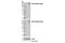 SREBF Chaperone antibody, 13102S, Cell Signaling Technology, Western Blot image 