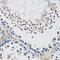 Chromosome 10 Open Reading Frame 62 antibody, 16-905, ProSci, Immunohistochemistry frozen image 