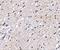 BAI1 Associated Protein 3 antibody, NBP2-41079, Novus Biologicals, Immunohistochemistry paraffin image 