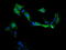 Mitogen-Activated Protein Kinase Kinase 1 antibody, LS-C174496, Lifespan Biosciences, Immunofluorescence image 