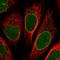 Nucleoporin 155 antibody, HPA037775, Atlas Antibodies, Immunofluorescence image 