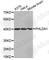 Pleckstrin Homology Like Domain Family A Member 1 antibody, A3383, ABclonal Technology, Western Blot image 