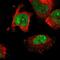 RAD18 E3 Ubiquitin Protein Ligase antibody, PA5-52331, Invitrogen Antibodies, Immunofluorescence image 
