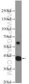 HEXIM P-TEFb Complex Subunit 2 antibody, 16598-1-AP, Proteintech Group, Western Blot image 