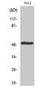 Serine Incorporator 2 antibody, A14175-1, Boster Biological Technology, Western Blot image 