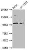 Phosphodiesterase 6C antibody, LS-C681018, Lifespan Biosciences, Western Blot image 