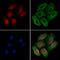 Nucleoporin 153 antibody, GTX00649, GeneTex, Immunofluorescence image 