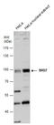 Bromodomain-containing protein 7 antibody, GTX118755, GeneTex, Western Blot image 