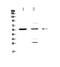 Pyruvate Dehydrogenase Kinase 1 antibody, PA5-79797, Invitrogen Antibodies, Western Blot image 