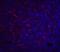Apolipoprotein A1 antibody, 5097, ProSci, Immunofluorescence image 