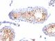 Melan-A antibody, NBP2-44392, Novus Biologicals, Immunohistochemistry frozen image 