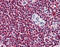 Chaperonin Containing TCP1 Subunit 2 antibody, 51-830, ProSci, Immunohistochemistry paraffin image 