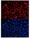 Cyclin T1 antibody, PB9990, Boster Biological Technology, Immunofluorescence image 