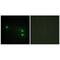 Histone Cluster 1 H2B Family Member H antibody, PA5-49864, Invitrogen Antibodies, Immunofluorescence image 