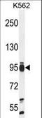 TATA-Box Binding Protein Associated Factor 4b antibody, LS-B9327, Lifespan Biosciences, Western Blot image 