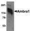 Autophagy And Beclin 1 Regulator 1 antibody, PA5-20511, Invitrogen Antibodies, Western Blot image 