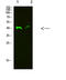 JunB Proto-Oncogene, AP-1 Transcription Factor Subunit antibody, STJ99324, St John