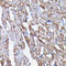 Prohibitin antibody, GTX00797, GeneTex, Immunohistochemistry paraffin image 